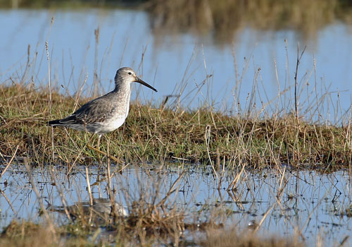 Stilt Sandpiper