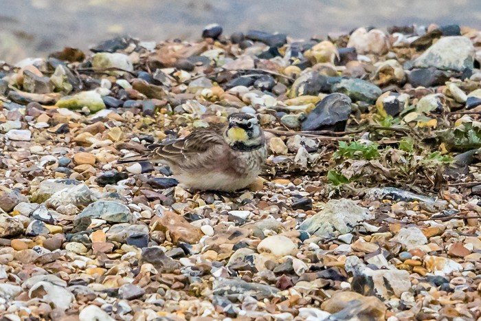 Horned Lark