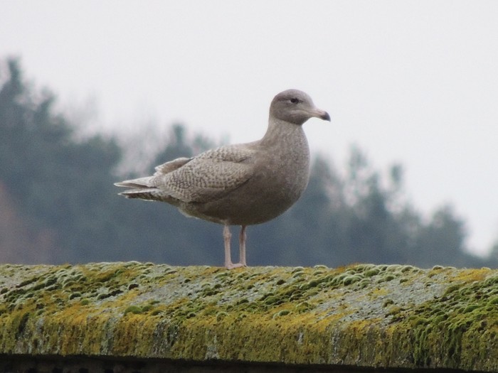 Glaucous Gull