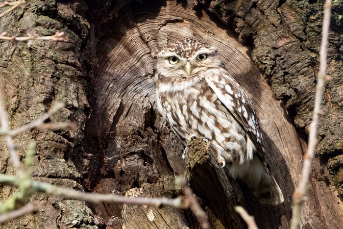 Little Owl
