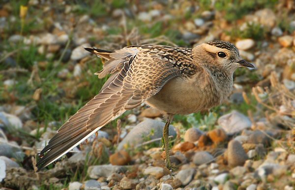 Dotterel