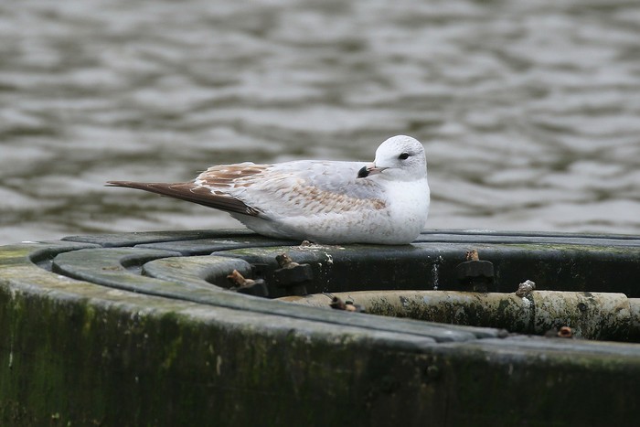 Ring-billed Gull