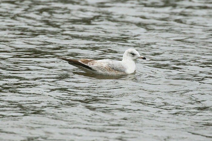 Ring-billed Gull