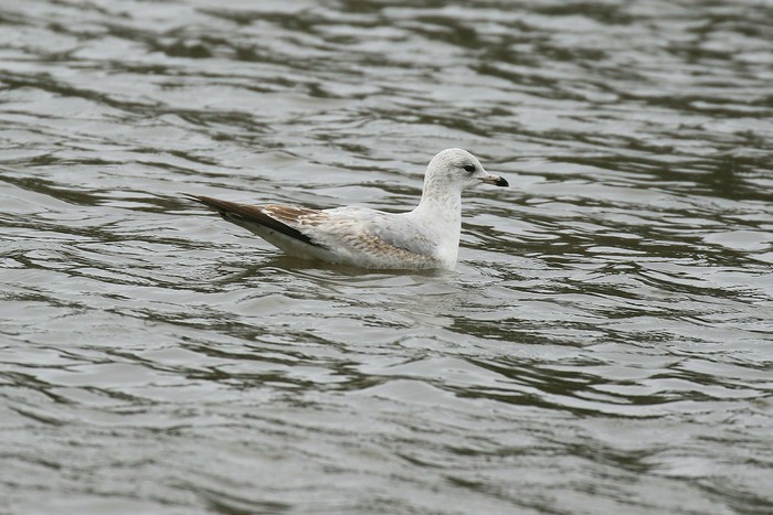 Ring-billed Gull