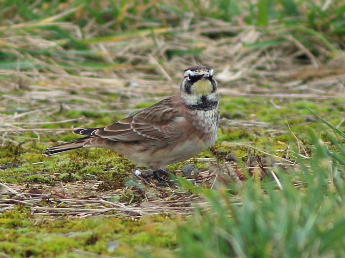 Horned Lark