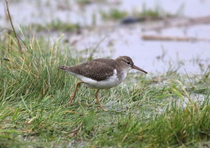 Spotted Sandpiper