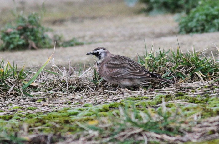 Horned Lark