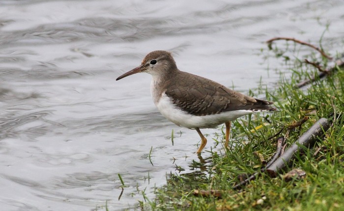 Spotted Sandpiper