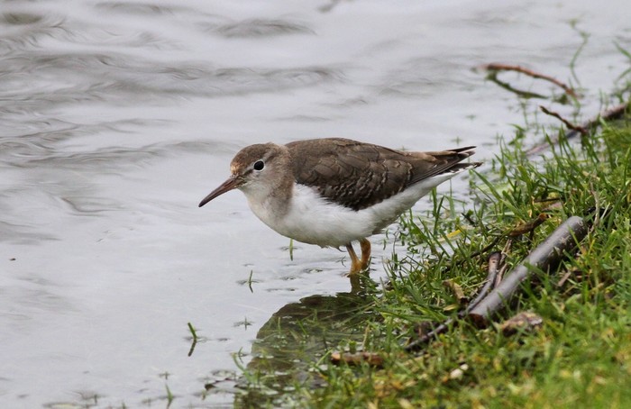 Spotted Sandpiper