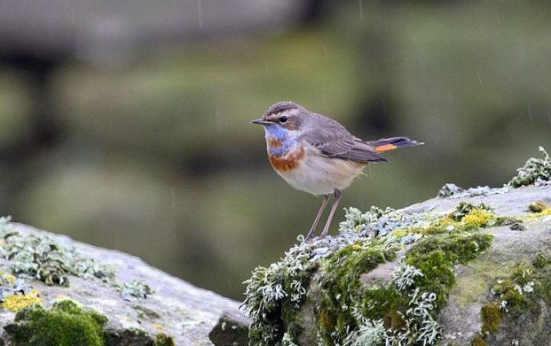 Bluethroat
