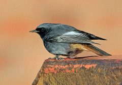Black Redstart