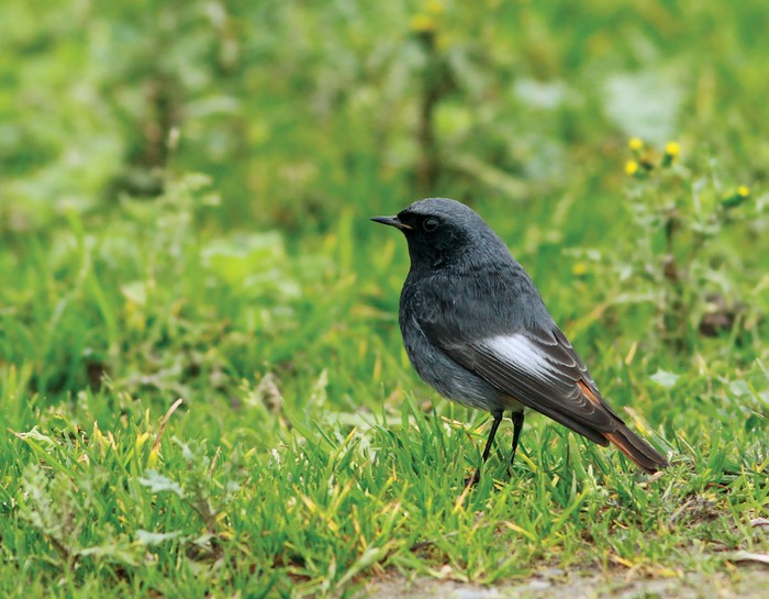 Black Redstart