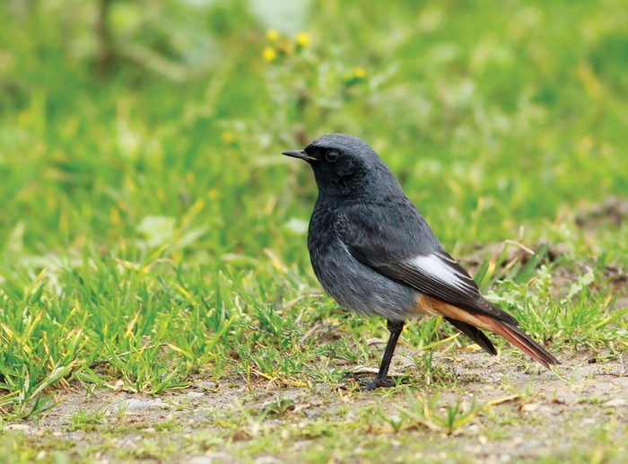 Black Redstart
