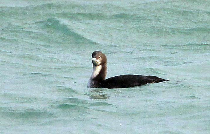 Pacific Diver