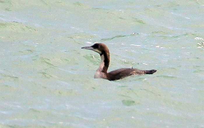 Pacific Diver