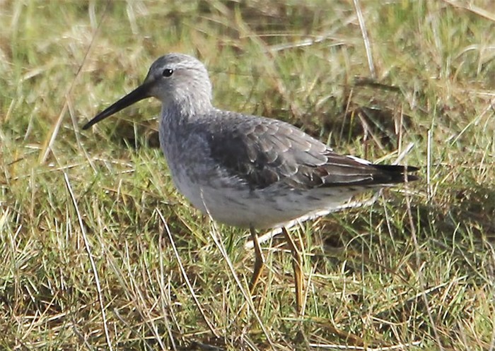 Stilt Sandpiper