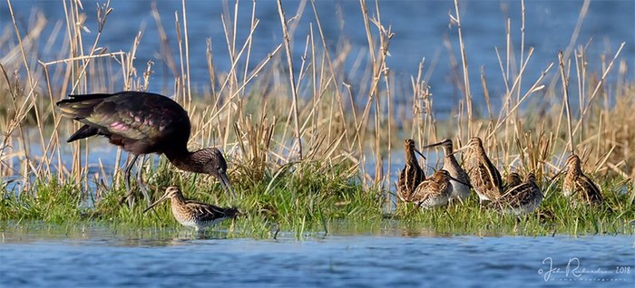 Glossy Ibis