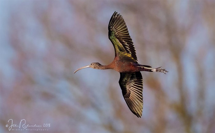 Glossy Ibis