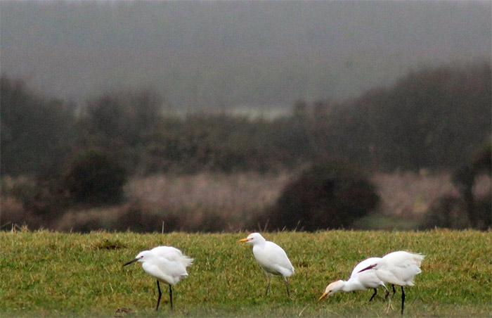 Cattle Egret