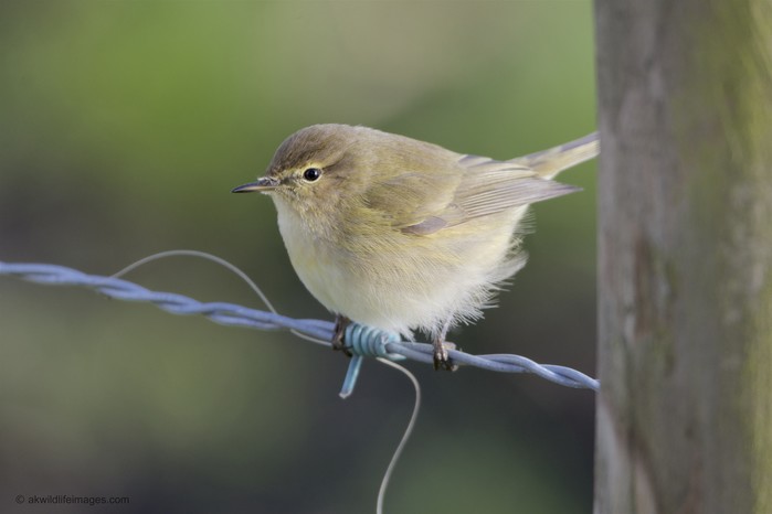 Chiffchaff