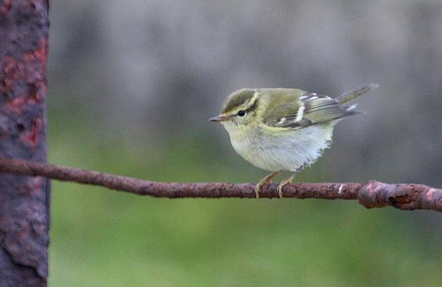 Yellow-browed Warbler