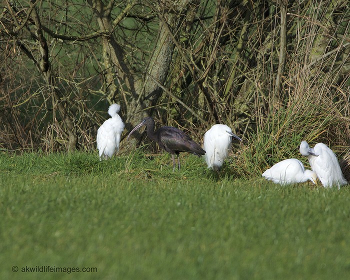 Glossy Ibis
