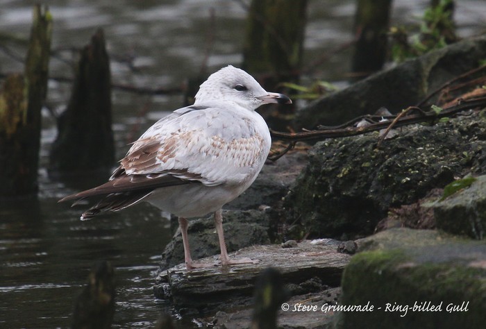 Ring-billed Gull