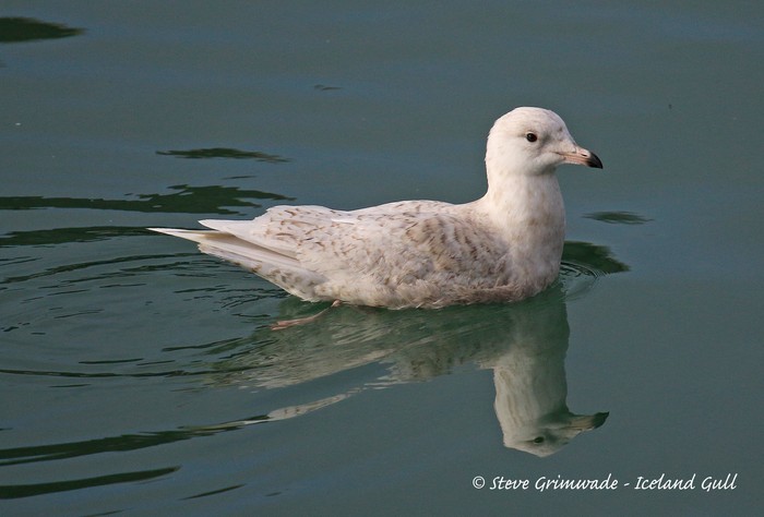 Iceland Gull