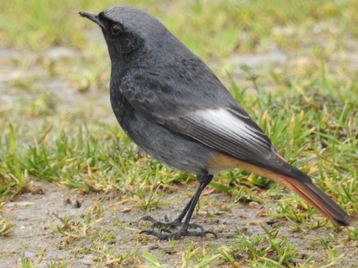 Black Redstart