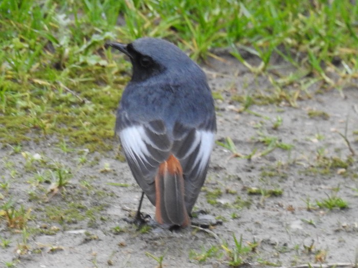 Black Redstart