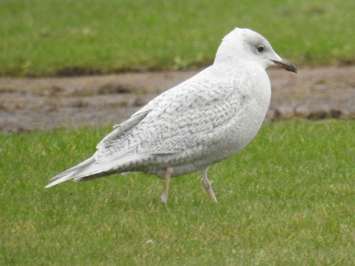 Iceland Gull