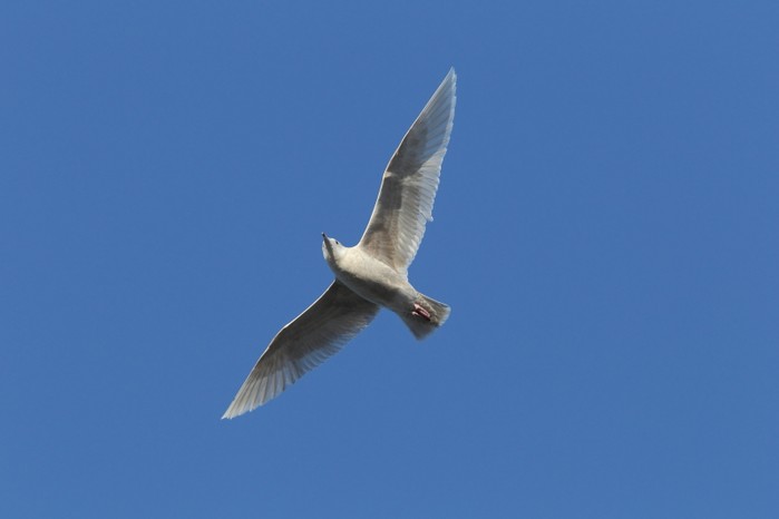 Glaucous Gull