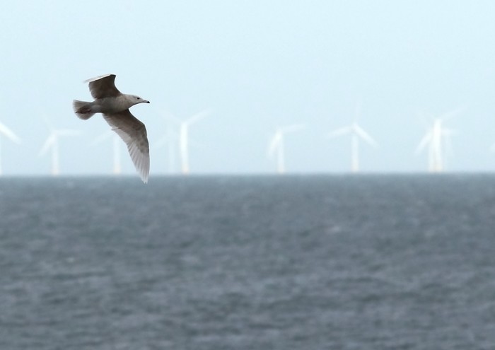 Glaucous Gull