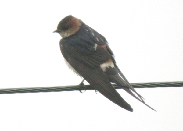 Red-rumped Swallow