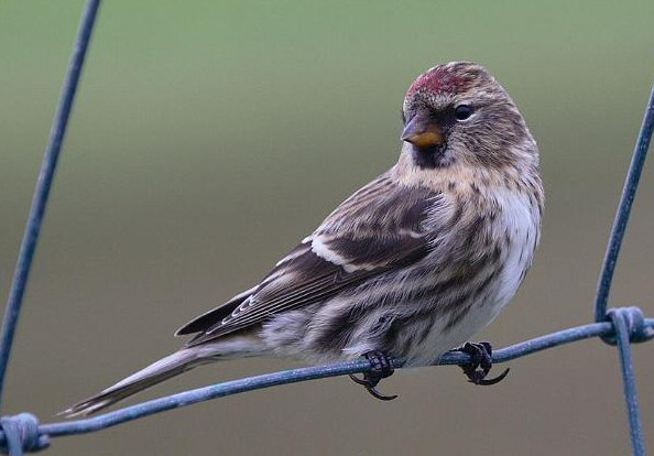 Greenland Redpoll