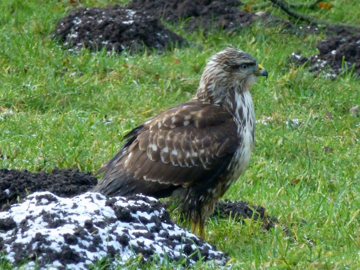 Buzzard