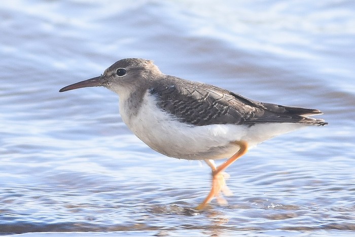 Spotted Sandpiper