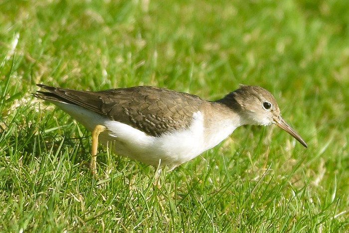 Spotted Sandpiper