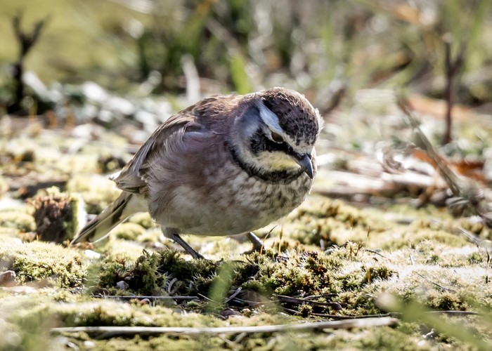 Horned Lark