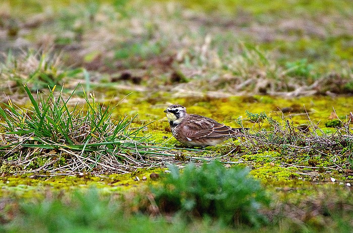Horned Lark