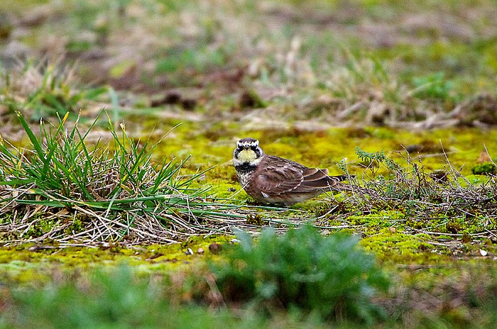 Horned Lark