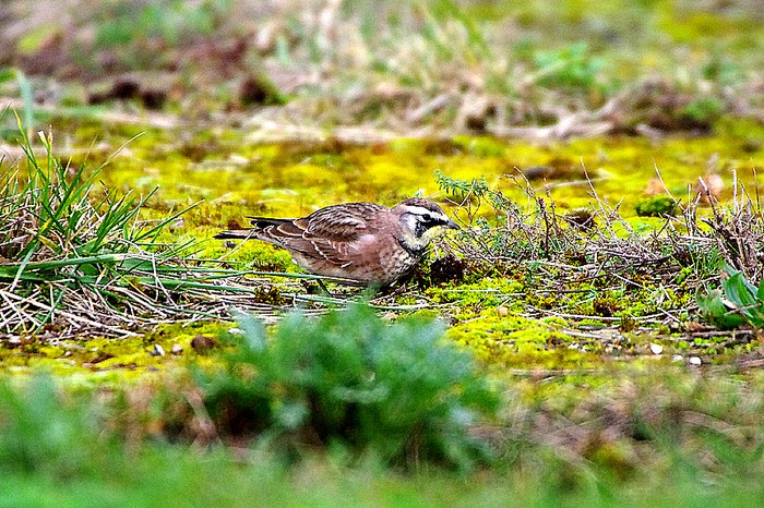 Horned Lark