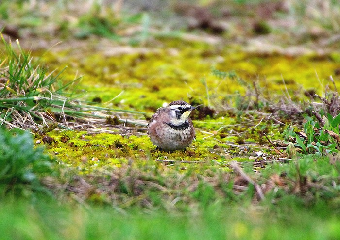 Horned Lark