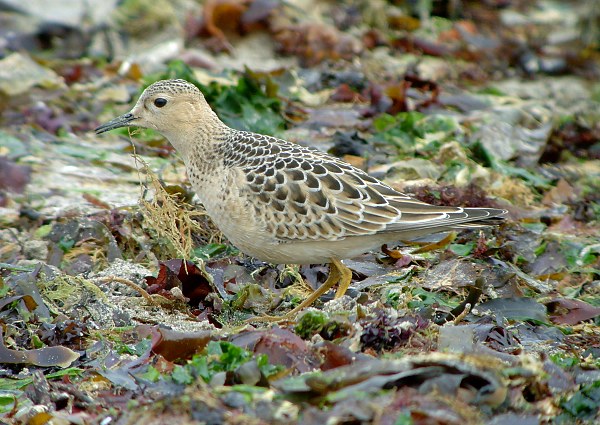 Buff-breasted Sandpiper