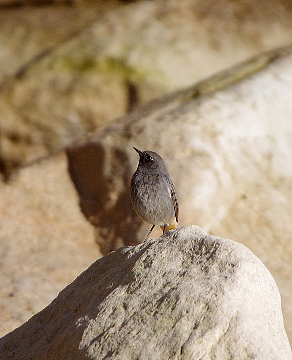 Black Redstart