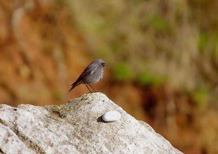 Black Redstart
