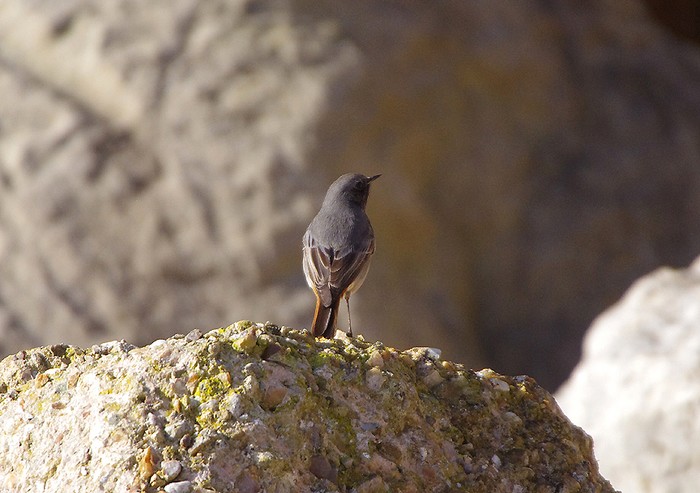 Black Redstart