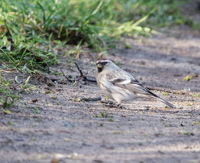Coues's Arctic Redpoll
