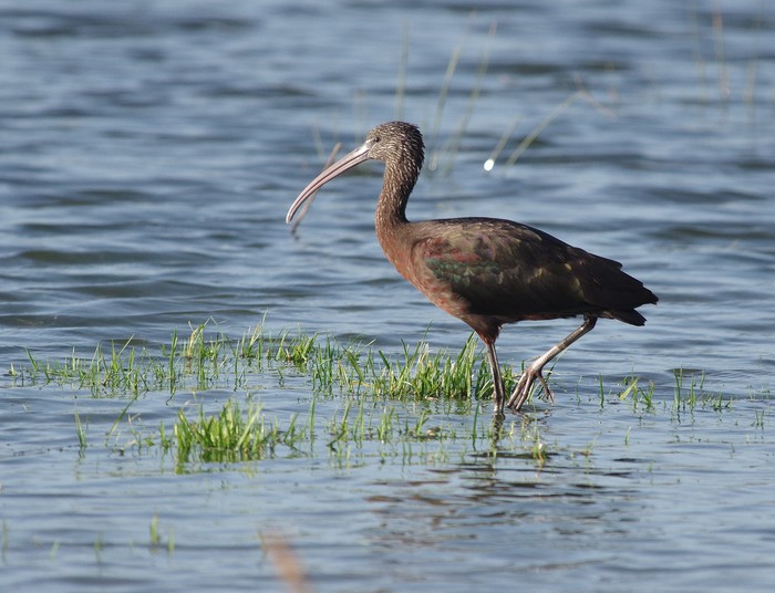 Glossy Ibis