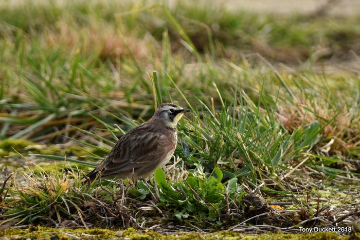 Horned Lark
